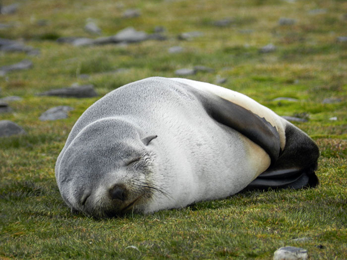 AQ1113LN1208_south-georgia-fortuna-bay-fur-seal.jpg [&copy; Last Frontiers Ltd]