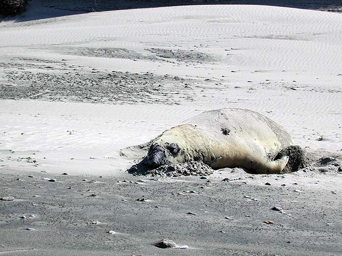 AR0203SM079_Elephant_Seal_Punta_Delgada.jpg [&copy; Last Frontiers Ltd]