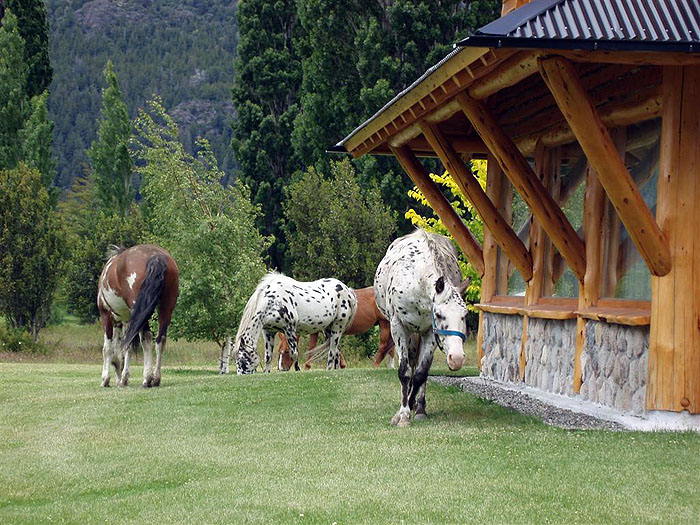 AR06PH_peuma-hue-Horses-visiting-guests.jpg [&copy; Last Frontiers Ltd]