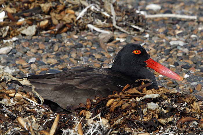 AR1107EM0807_wildlife_on_valdes-magellanic-oystercatcher.jpg [&copy; Last Frontiers Ltd]