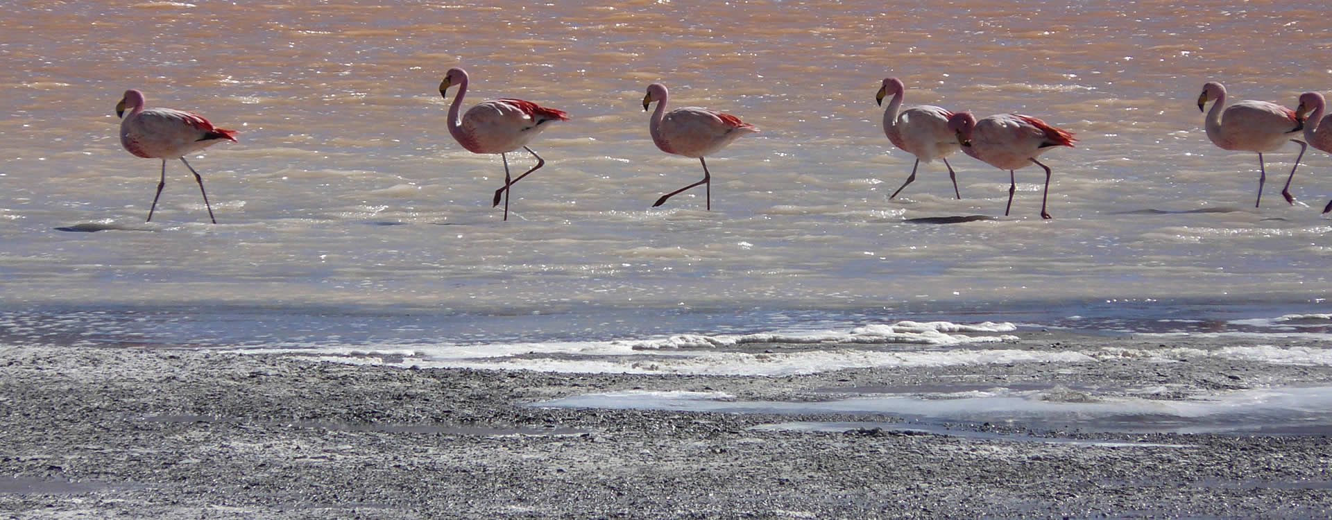 Flamingos on the salt flats Flamingos in Uyuni