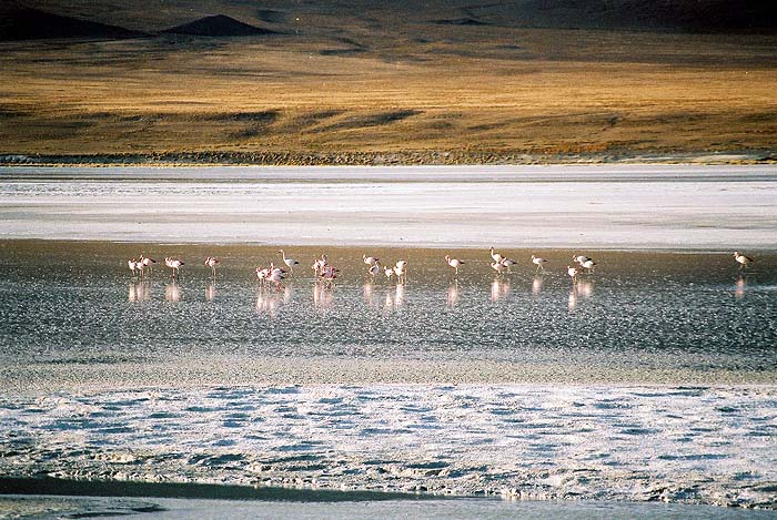 59_Laguna_Colorada.jpg [&copy; Last Frontiers Ltd]