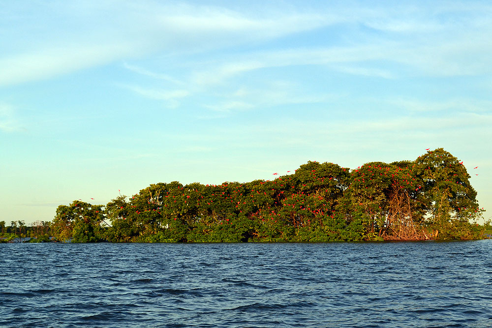 BR0519ED187_parnaiba-delta-red-ibis.jpg [&copy; Last Frontiers Ltd]