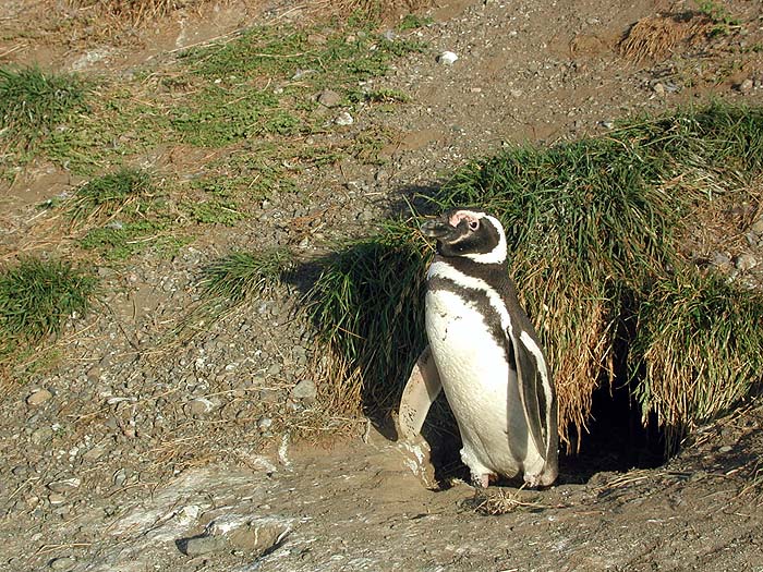 CH0104TR059_penguinsmagdalena.jpg [&copy; Last Frontiers Ltd]