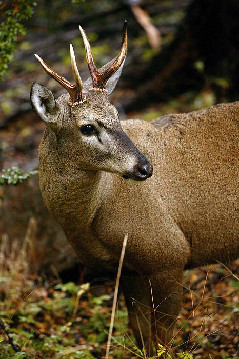 CHMC_Huemul_macho.jpg [&copy; Last Frontiers Ltd]