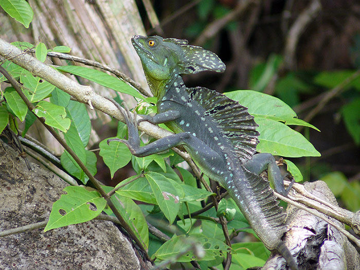 CR0508SM029_tortuguero-basiliscus.jpg [&copy; Last Frontiers Ltd]