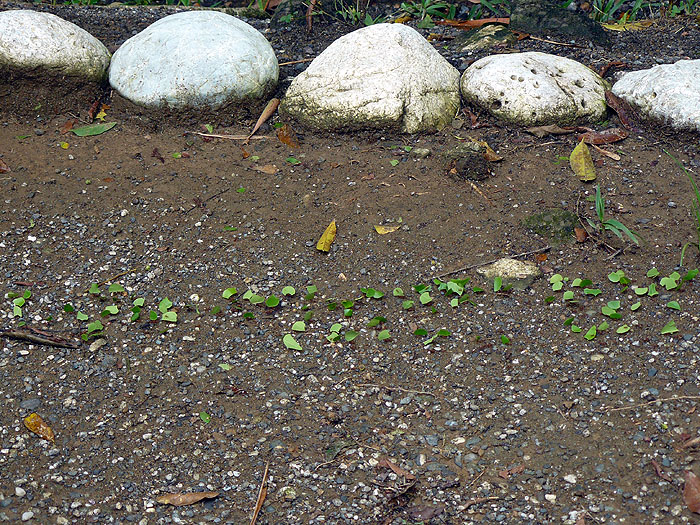 CR0510JF086_lapa-rios.jpg [&copy; Last Frontiers Ltd]