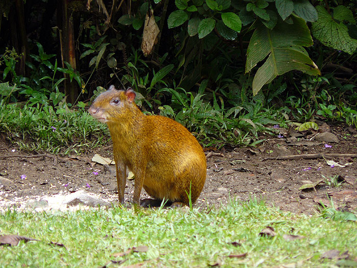 CR0510JF207_bosque-de-paz-agouti.jpg [&copy; Last Frontiers Ltd]