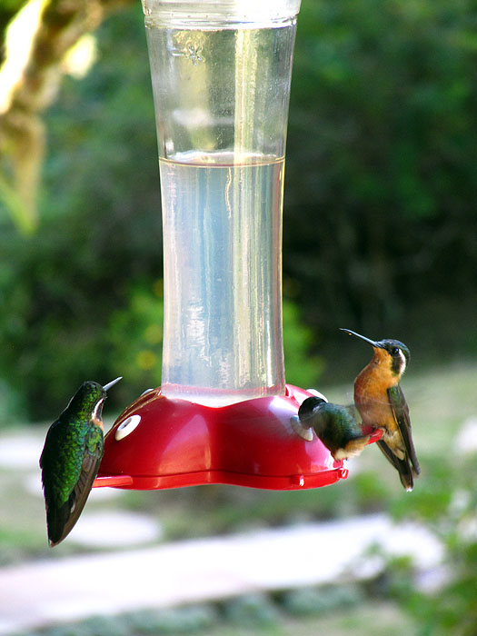 CR0513OF123_trogon-lodge-humming-birds-san-gerado-de-dota.jpg [&copy; Last Frontiers Ltd]
