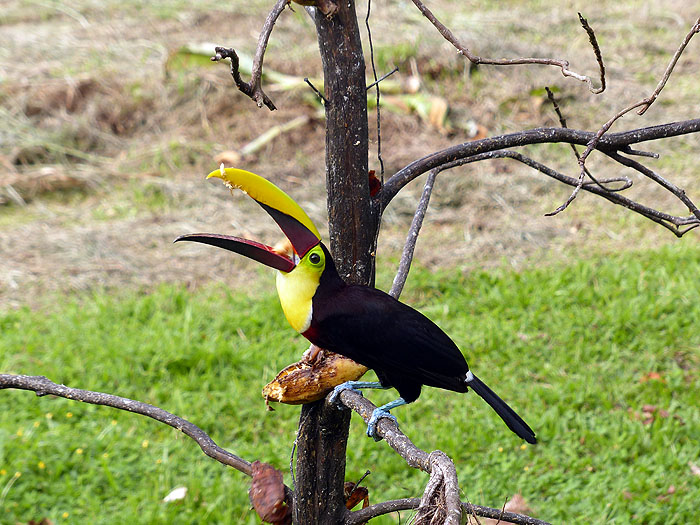 CR0514JL366_maquenque-keel-billed-toucan.jpg [&copy; Last Frontiers Ltd]