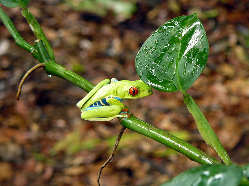CR0516NL372_frogs-heaven-red-eyed-tree-frog.jpg [&copy; Last Frontiers Ltd]