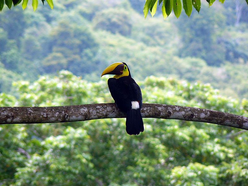 CR0516NL668_lapa-rios-toucan.jpg [&copy; Last Frontiers Ltd]