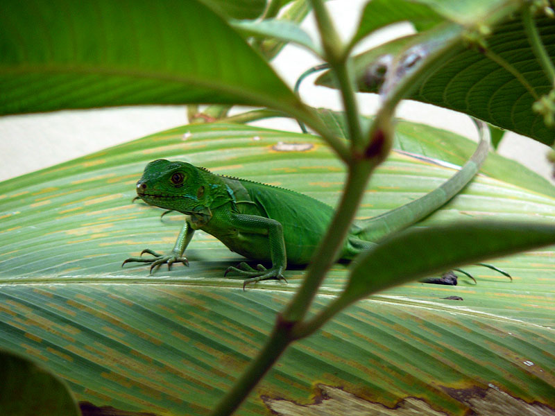 CR0516NL687_lapa-rios.jpg [&copy; Last Frontiers Ltd]