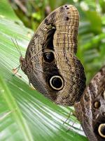 Yachana Lodge - The Amazon, Ecuador