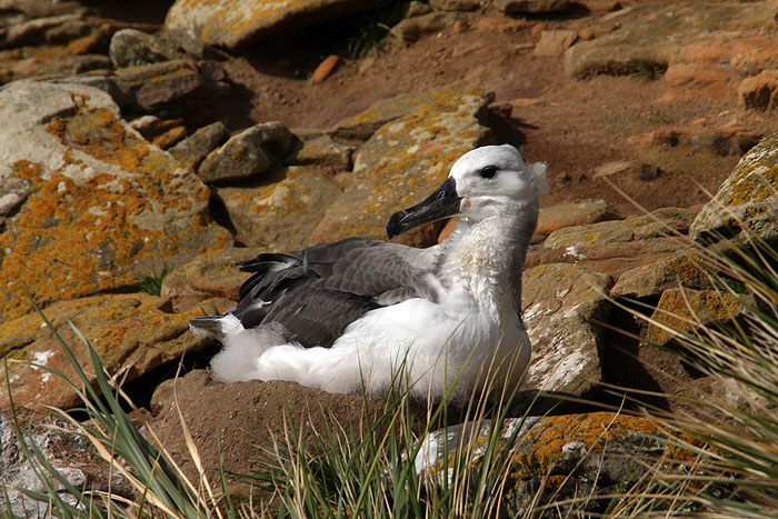 FK0310LD0238_saunders-black-browed-albatross.jpg [&copy; Last Frontiers Ltd]