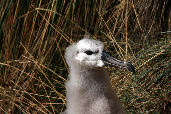 FK0310LD0239_saunders-black-browed-albatross.jpg [&copy; Last Frontiers Ltd]
