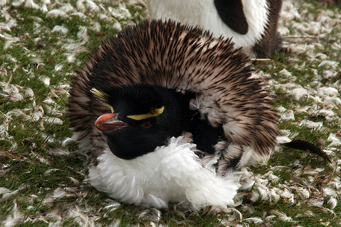 FK0310LD0266_saunders-rockhopper-penguin.jpg [&copy; Last Frontiers Ltd]