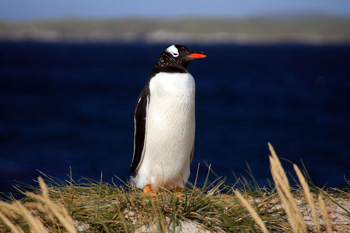 FK0310LD0399_carcass-gentoo-penguin.jpg [&copy; Last Frontiers Ltd]