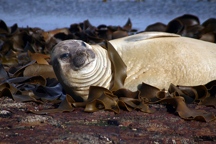 FK0310LD0441_carcass-southern-elephant-seal.jpg [&copy; Last Frontiers Ltd]