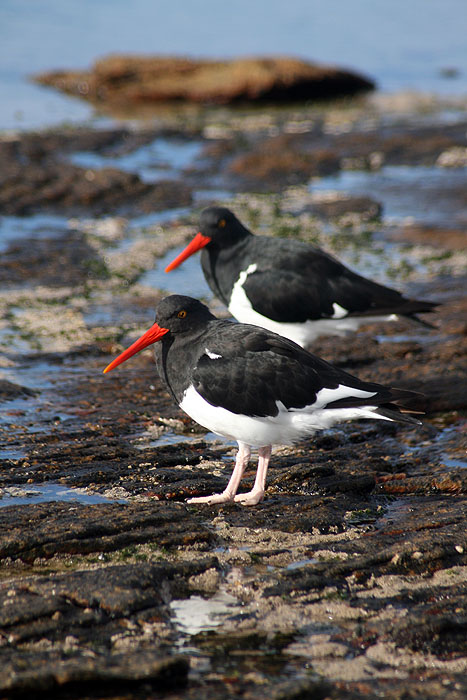 FK0310LD0445_carcass-magellanic-oystercatcher.jpg [&copy; Last Frontiers Ltd]