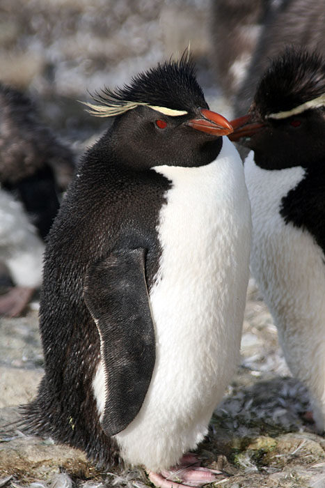 FK0310LD0529_sealion-rockhopper-penguins.jpg [&copy; Last Frontiers Ltd]