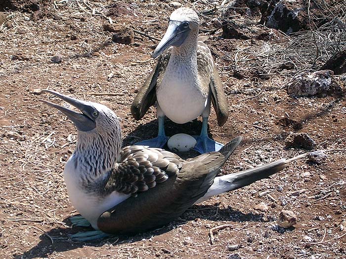 GP0404AB077_bluefootedbooby.jpg [&copy; Last Frontiers Ltd]