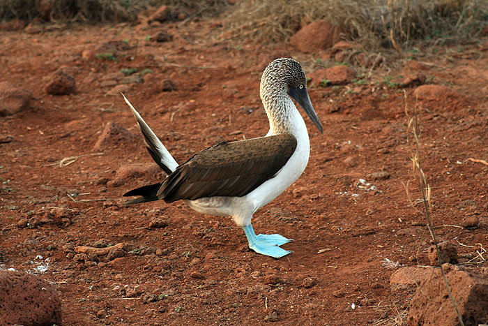 GP0608ED192_north-seymour-blue-footed-booby.jpg [&copy; Last Frontiers Ltd]