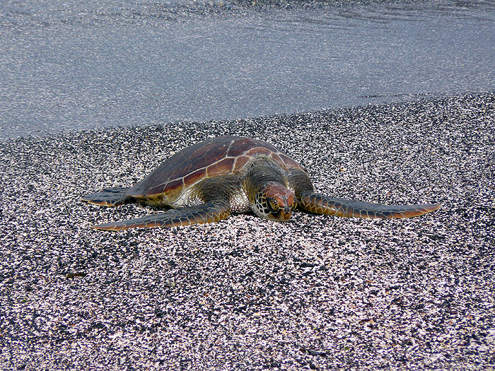 GP0608RB0689_green-turtle-fernandina.jpg [&copy; Last Frontiers Ltd]