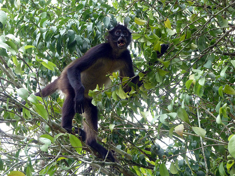 GU0916NL222_tikal-spider-monkey.jpg [&copy; Last Frontiers Ltd]