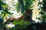 Jaguar - Petén and the North, Guatemala