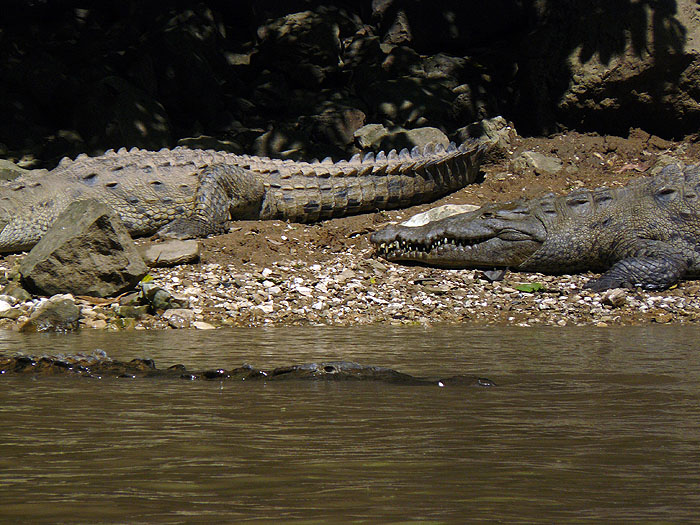 MX0912CB050_sumidero-canyon-crocodiles.jpg [&copy; Last Frontiers Ltd]