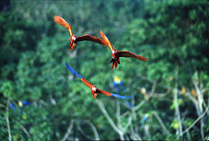 PERA_FLYING_MACAWS2.jpg [&copy; Last Frontiers Ltd]
