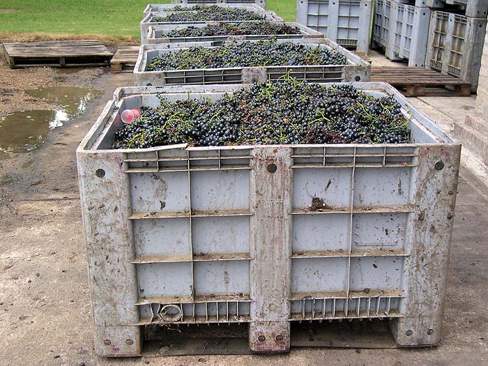 UR0405SM052_Juanico_Vineyard.jpg [&copy; Last Frontiers Ltd]