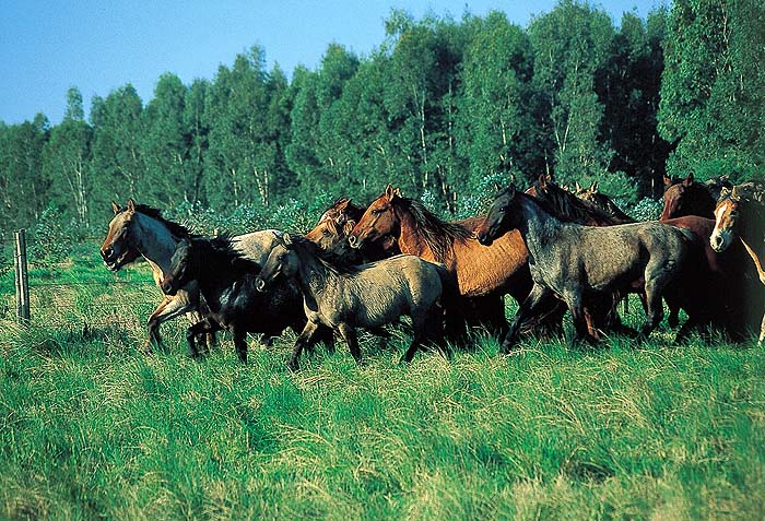 UR0999EPB13_horses.jpg [&copy; Last Frontiers Ltd]