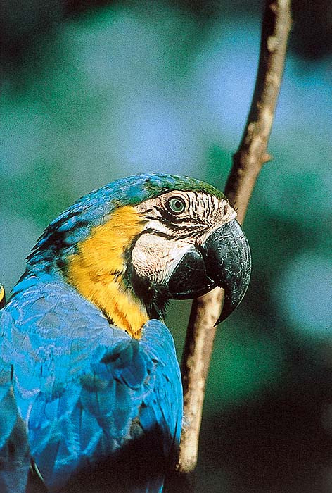 VE0492EPB52_macaw.jpg [&copy; Last Frontiers Ltd]
