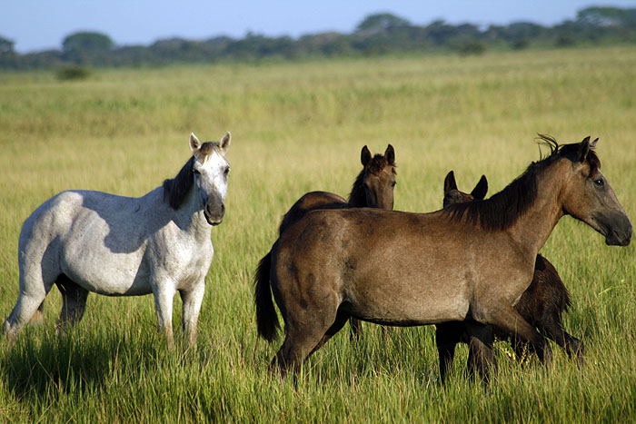 VE0907EM449_hato_garza.jpg [&copy; Last Frontiers Ltd]